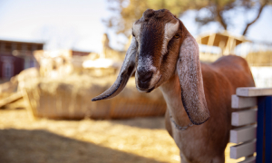 N’Djaména : La divagation des animaux fait des dégâts