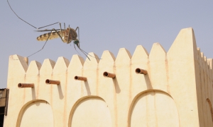 Confirmé, la maladie de Chikungunya sévit à Abéché