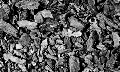 Analyse sur la crise du charbon de bois au Tchad