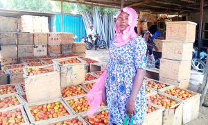 La saison de la tomate a démarré