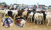 Au marché de moutons à 1 jour de la Tabaski