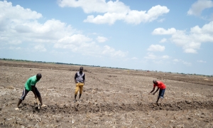 Retard de pluie, les cultivateurs désemparés